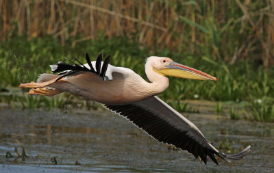 Great White Pelican (Pelecanus onocrotalus)