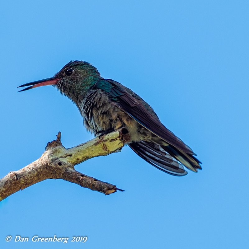 Lone Hummingbird