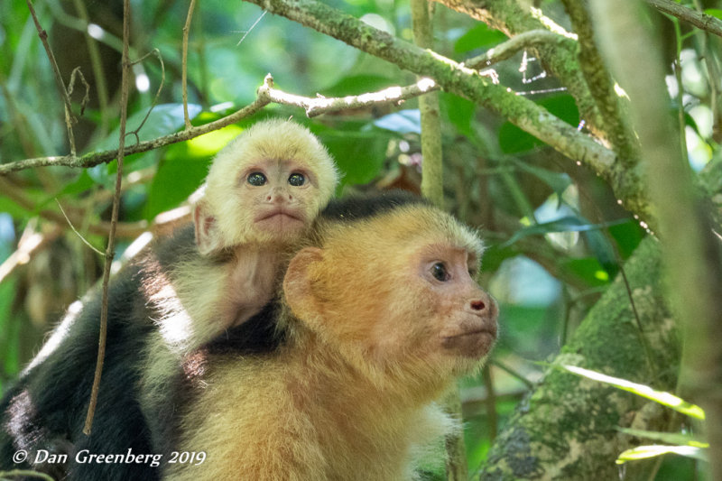 White-throated Capuchins