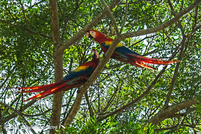 Scarlet Macaws