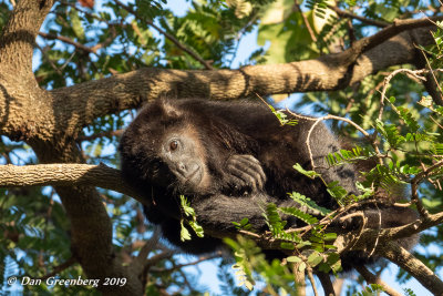 Mantled Howler Monkey