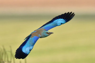 European Roller - כחל מצוי - Coracias garrulus