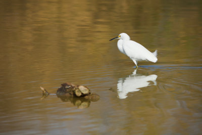 Riparian Preserve : Wading Egrets