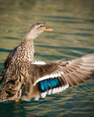 Riparian Preserve : Mating Calls : Duck