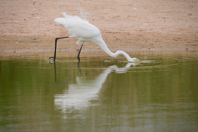Riparian Preserve : Diving for Lunch : Egrets