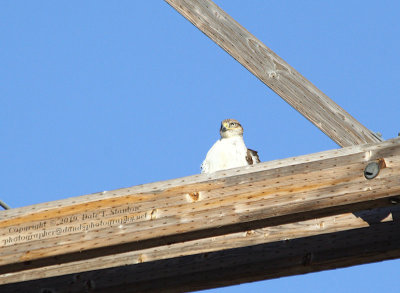 Red Tail Peeking - IMG_2021.JPG