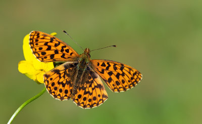 Weaver's Fritillary or Violet Fritillary / Paarse parelmoervlinder of Akkerparelmoervlinder