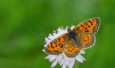 Lesser spotted fritillary / Toortsparelmoervlinder