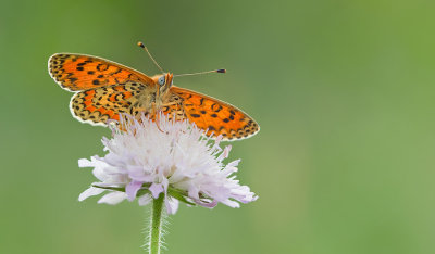 Lesser spotted fritillary / Toortsparelmoervlinder