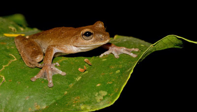 Panama Cross-banded Treefrog / Smilisca sila