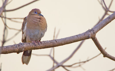 White-winged dove / Witvleugeltreurduif