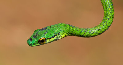 Parrot Snake / Leptophis ahaetulla