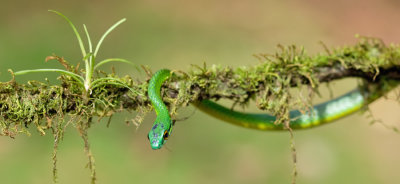 Parrot Snake / Leptophis ahaetulla