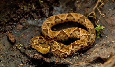 Fer-de-lance / Bothrops asper