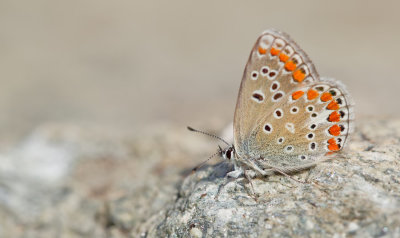Chapman's blue / Esparcetteblauwtje