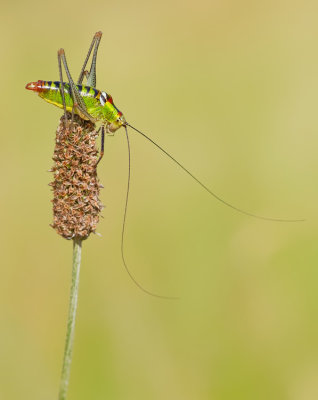 Poecilimon thoracicus / Dikbuikbontsabel