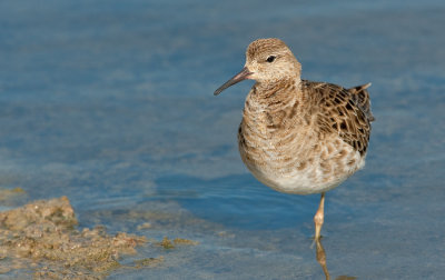 Ruff / Kemphaan