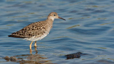 Ruff / Kemphaan
