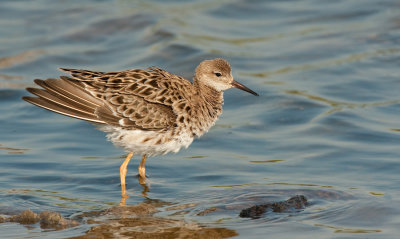 Ruff / Kemphaan