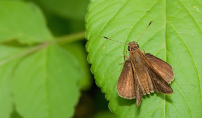 Neamathla Skipper / Nastra neamathla