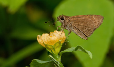 Neamathla Skipper / Nastra neamathla