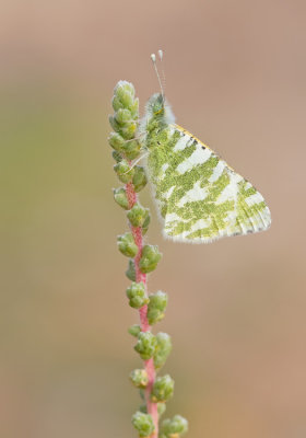 Fuerteventura Green Striped White / Euchloe hesperidum