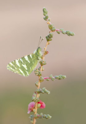 Fuerteventura Green Striped White / Euchloe hesperidum