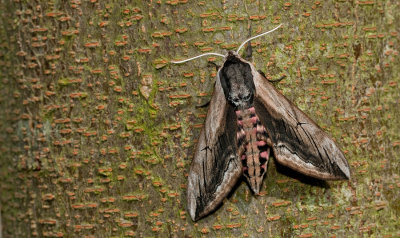 Privet Hawkmoth / Ligusterpijlstaart
