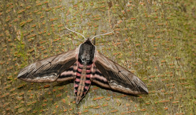 Privet Hawkmoth / Ligusterpijlstaart