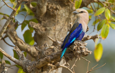 Blue-bellied roller / Blauwbuikscharrelaar