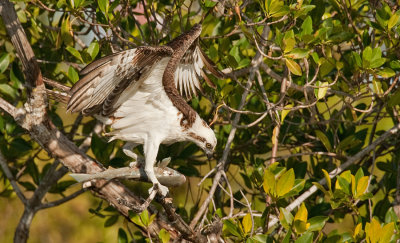 North American Osprey / Noord Amerikaanse Visarend (Pandion Heliaetus Carolinensis)