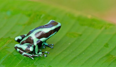 Green Poison Frog / Gouden gifkikker
