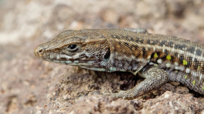 Atlantic lizard / Oost-Canarische Hagedis