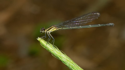 Argia translata