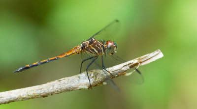 Cannaphila mortoni 