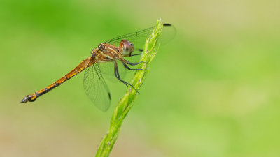 Cannaphila mortoni 