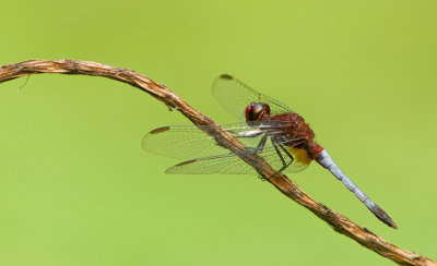Red-faced Dragonlet / Erythrodiplax fusca