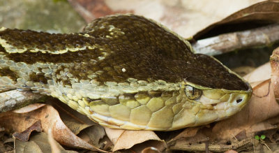 Fer-de-lance / Bothrops asper