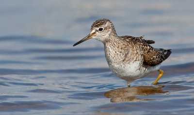 Wood sandpiper / Bosruiter