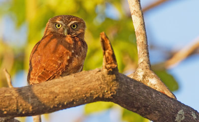 Ferruginous Pygmy-owl / Braziliaanse dwerguil 