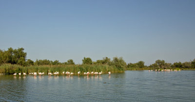 Camargue