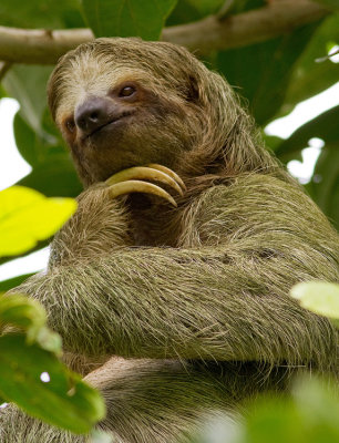 Three-toed sloth / Drievingerige luiaards