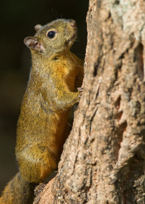 Red-tailed Squirrel / Roodstaartboomeekhoorn