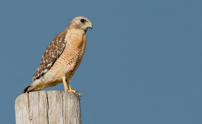 Red-shouldered hawk / Roodschouderbuizerd
