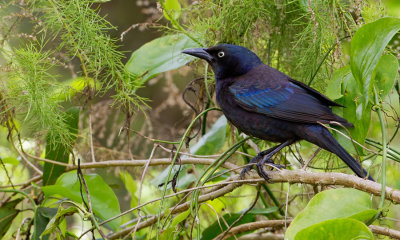 Common Grackle / Glanstroepiaal