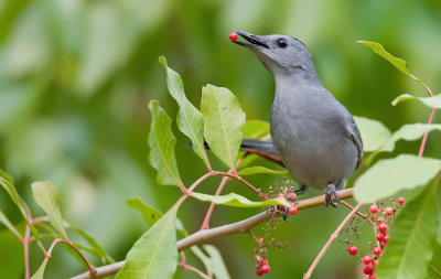Blue-gray catbird / Grijze Katvogel