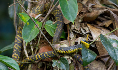 Neotropical Bird Snake / Phrynonax poecilonotus