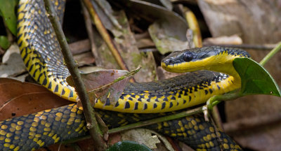 Neotropical Bird Snake / Phrynonax poecilonotus