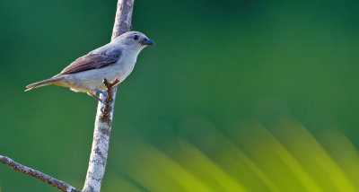 Plain colored tanager / Grijze tangare