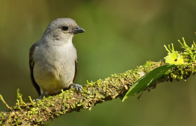 Plain colored tanager / Grijze tangare